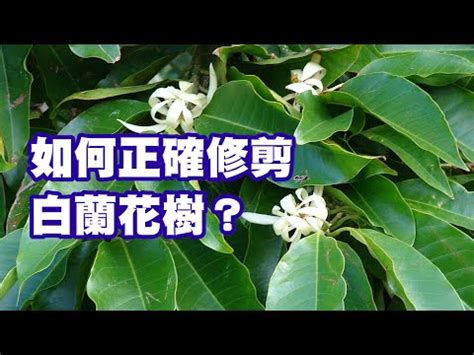 金玉蘭花種植禁忌|種玉蘭花對風水禁忌,玉蘭花的寓意和風水